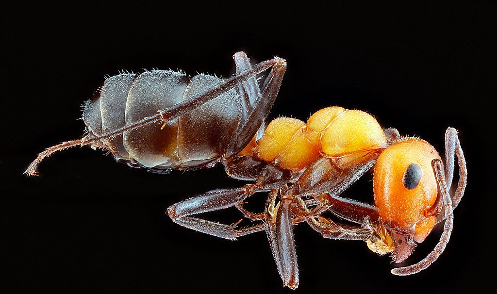 Ant Control service in Corona, CA