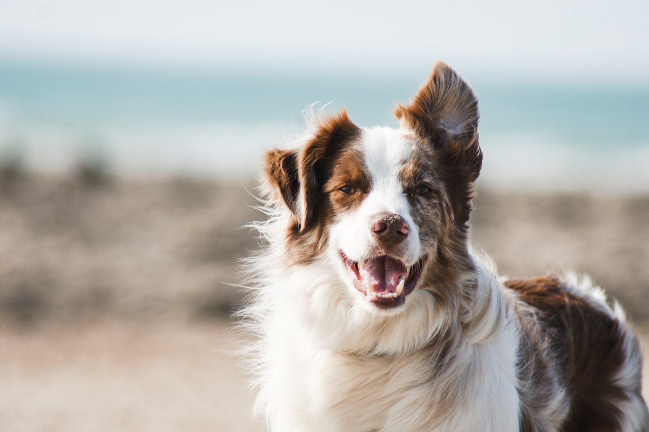 Flea & Tick Control service in Corona, CA