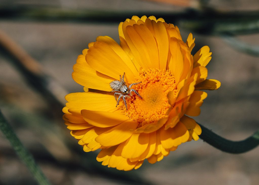 Spider Control service in Corona, CA